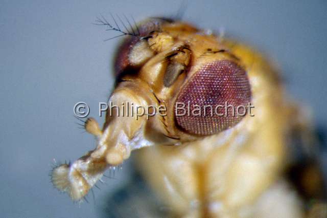 drosophila melanogaster.JPG - Drosophila melanogaster (Portrait)Drosophile, Mouche du vinaigreFruit fly, Vinegar FlyDiptera, DrosophilidaeFrance